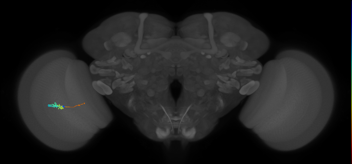TmY18_L (MaleCNS:163816)