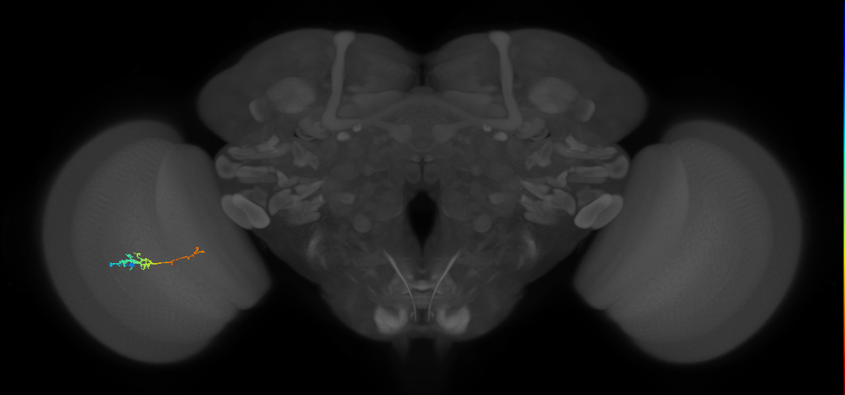TmY18_L (MaleCNS:124239)