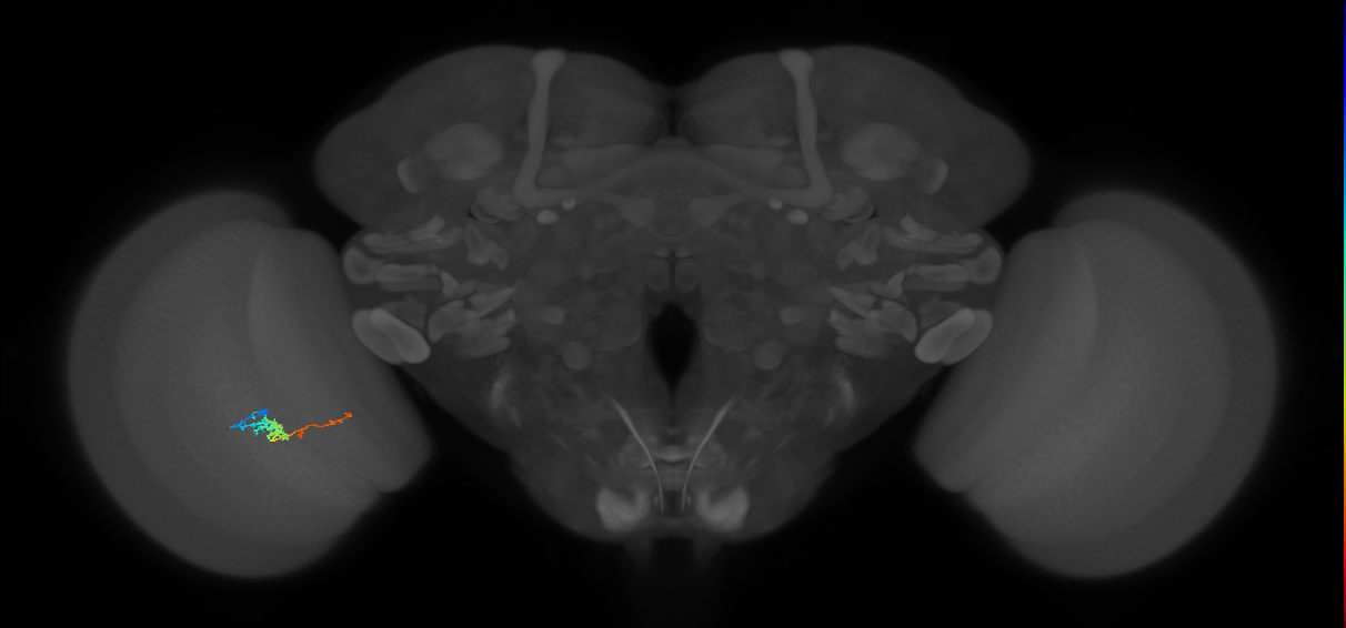 TmY18_L (MaleCNS:165915)