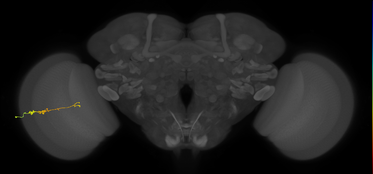 TmY18_L (MaleCNS:114697)