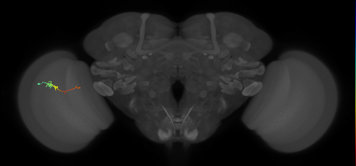 TmY18_L (MaleCNS:106466)