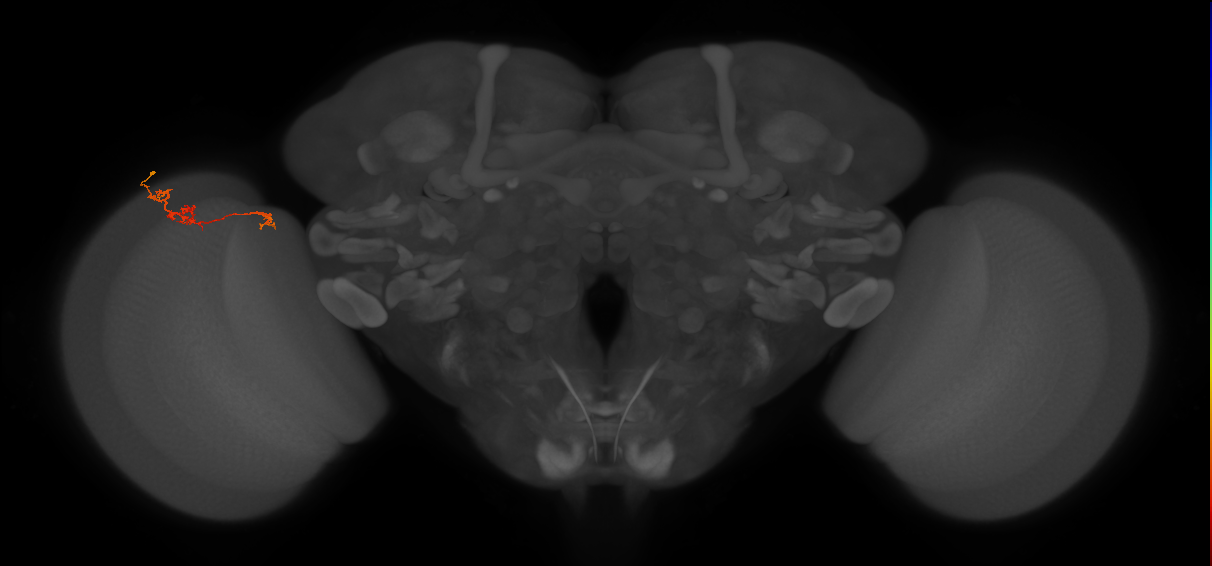 TmY18_L (MaleCNS:165412)