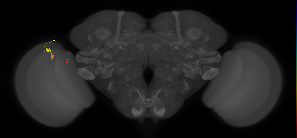 TmY18_L (MaleCNS:152080)