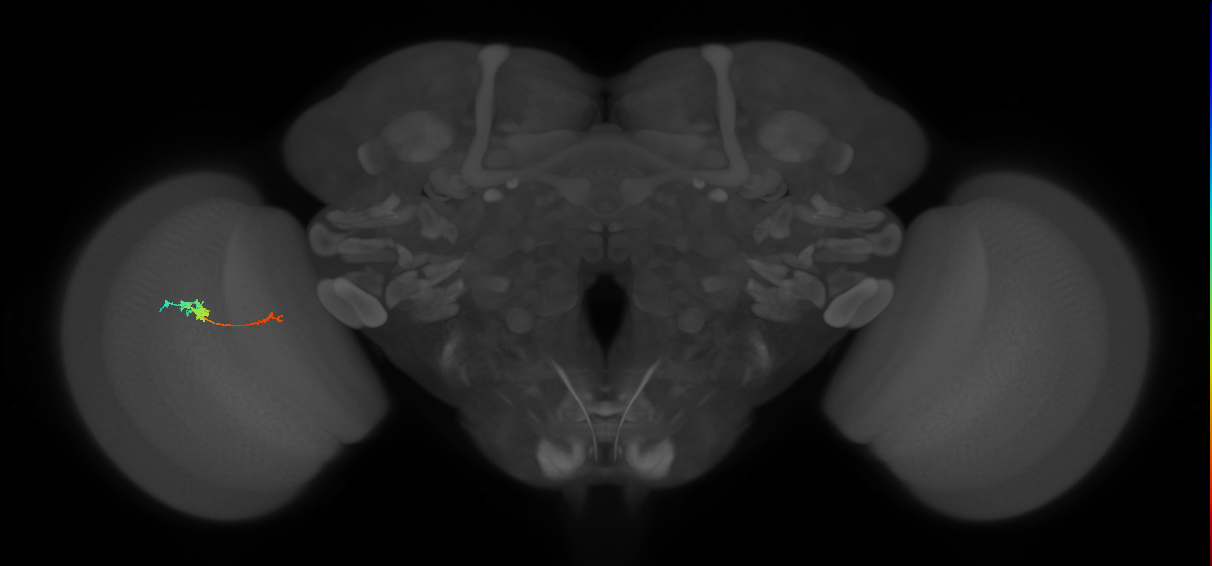 TmY18_L (MaleCNS:165076)