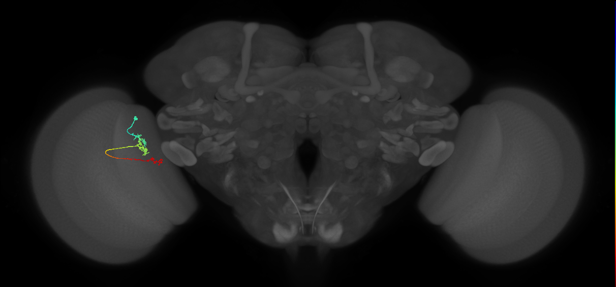 TmY18_L (MaleCNS:119698)