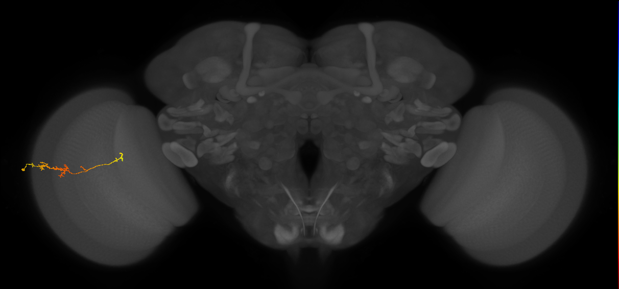 TmY18_L (MaleCNS:120245)