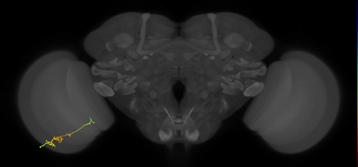 TmY18_L (MaleCNS:102870)