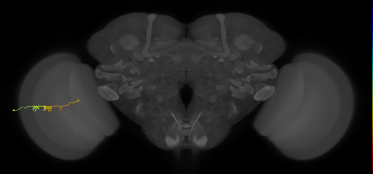 TmY18_L (MaleCNS:169714)