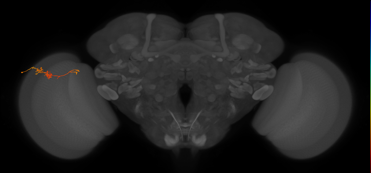 TmY18_L (MaleCNS:168045)