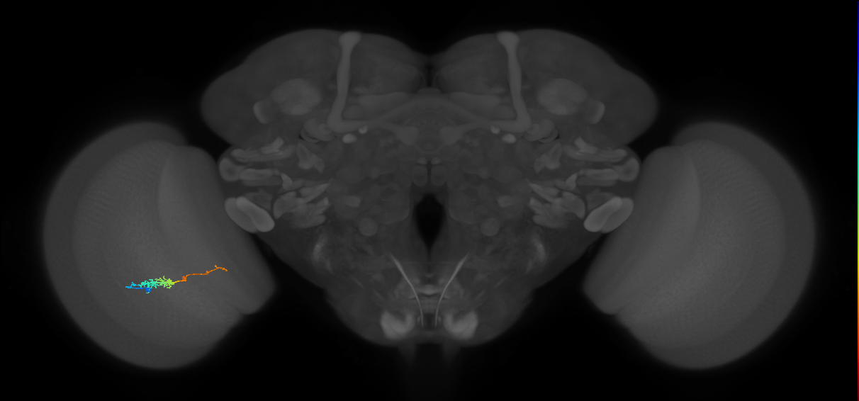 TmY18_L (MaleCNS:104269)