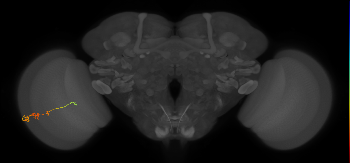 TmY18_L (MaleCNS:137093)