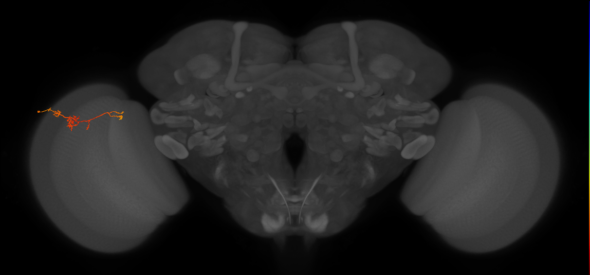 TmY18_L (MaleCNS:121538)