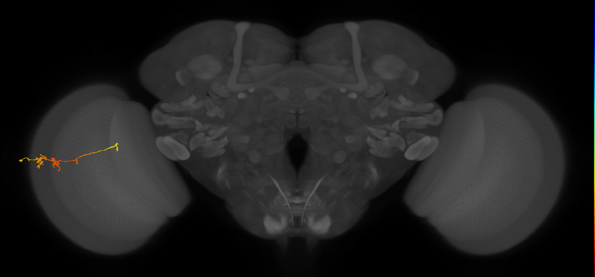 TmY18_L (MaleCNS:116914)