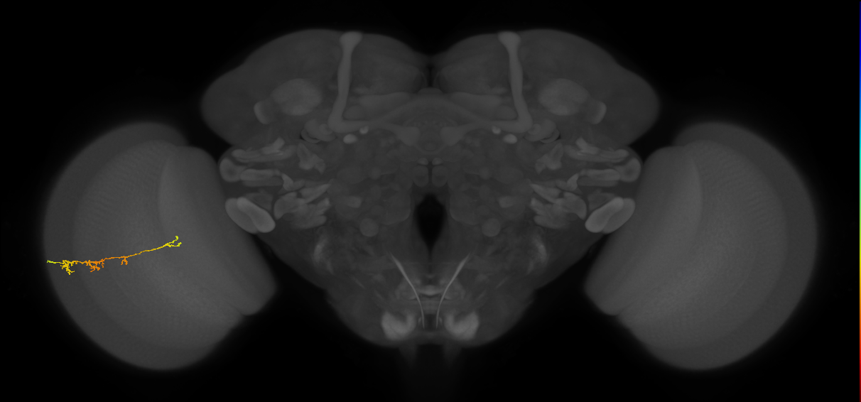 TmY18_L (MaleCNS:152554)