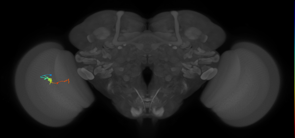 TmY18_L (MaleCNS:110964)