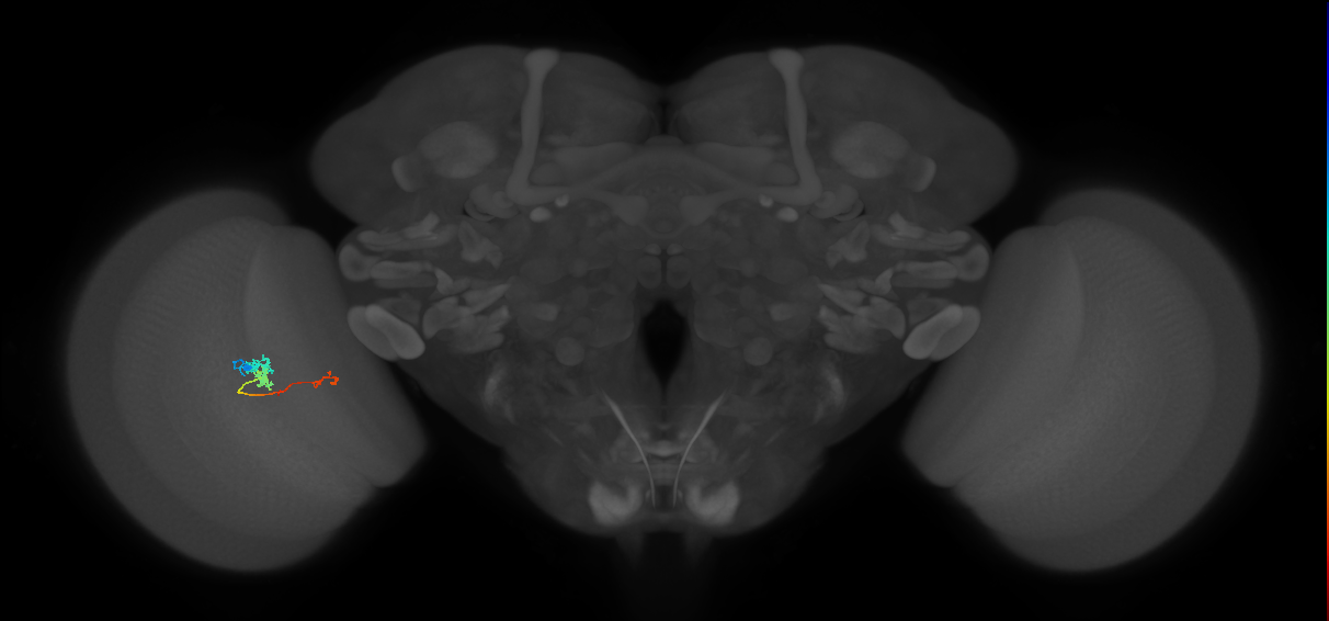 TmY18_L (MaleCNS:164643)