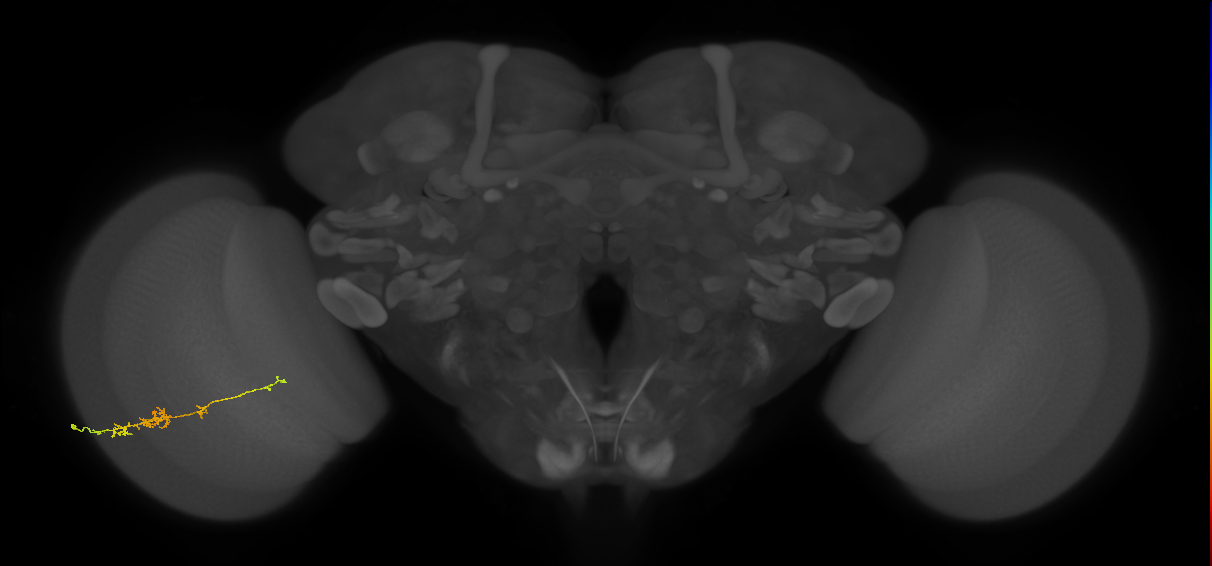 TmY18_L (MaleCNS:107189)