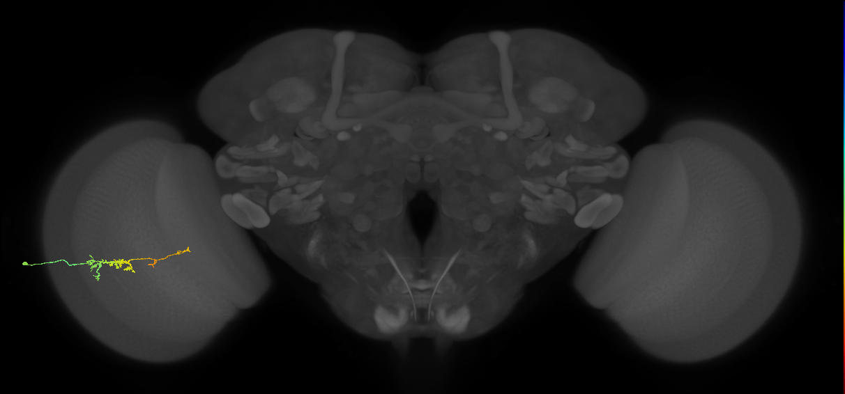 TmY18_L (MaleCNS:112687)