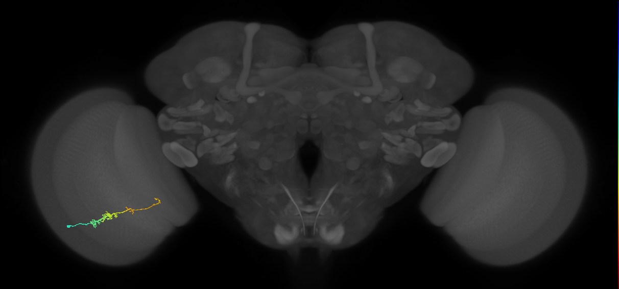 TmY18_L (MaleCNS:127442)