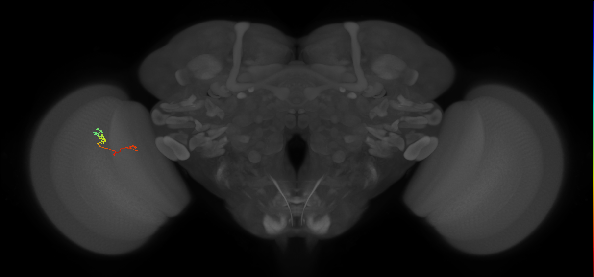 TmY18_L (MaleCNS:159519)