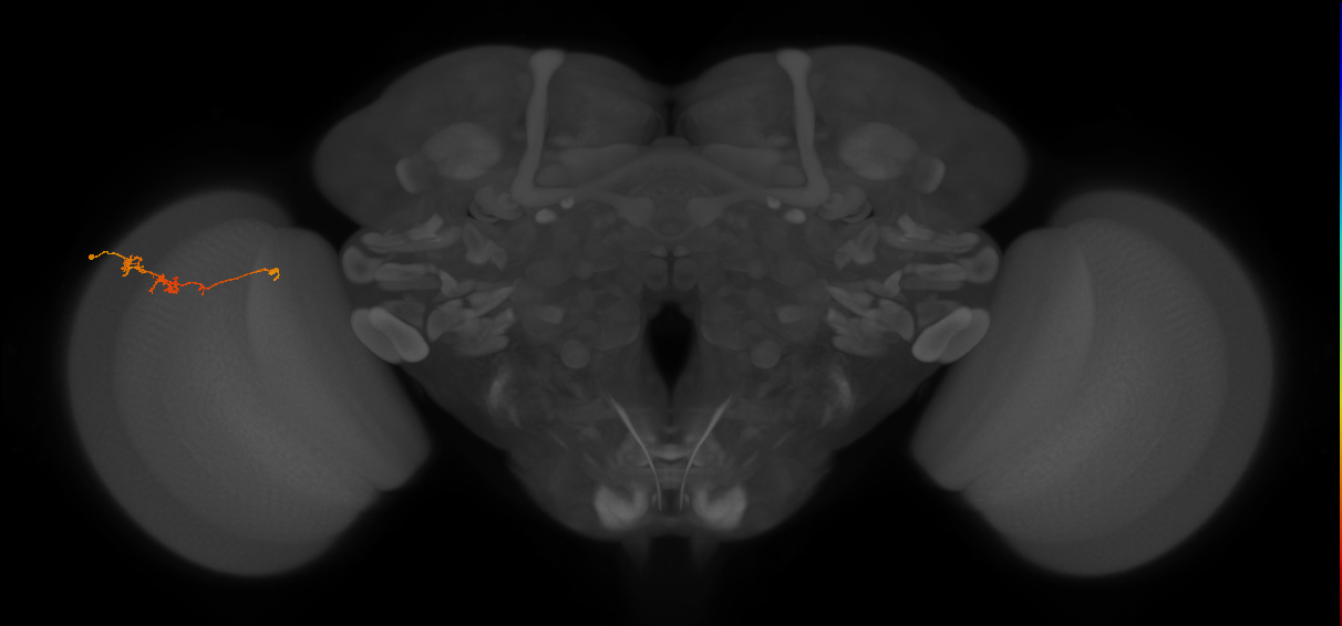 TmY18_L (MaleCNS:165806)