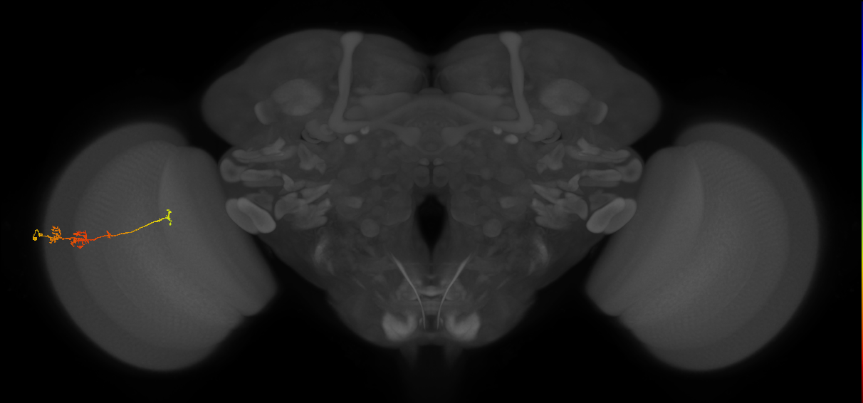 TmY18_L (MaleCNS:105058)
