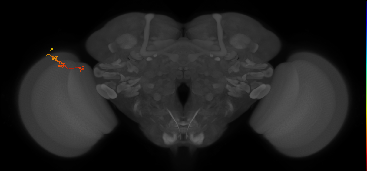 TmY18_L (MaleCNS:109004)