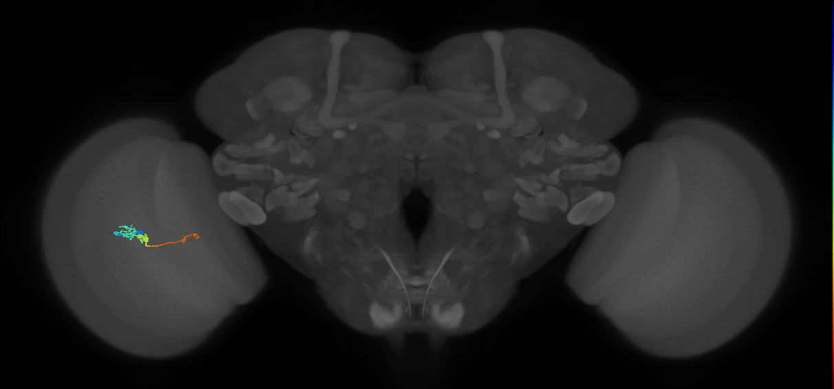 TmY18_L (MaleCNS:106953)