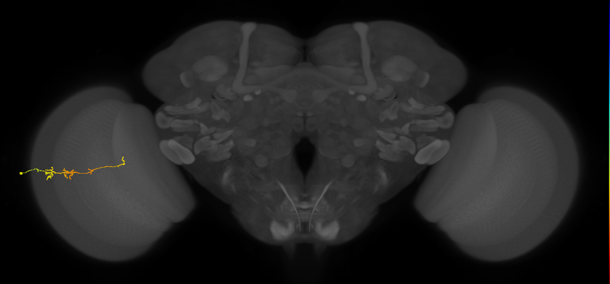 TmY18_L (MaleCNS:114414)