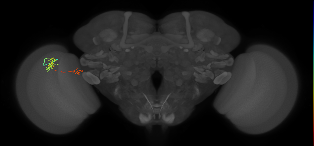Tm40_L (MaleCNS:144361)