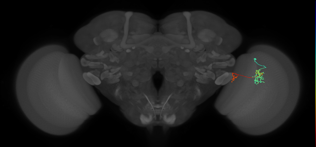 Tm40_R (MaleCNS:119236)