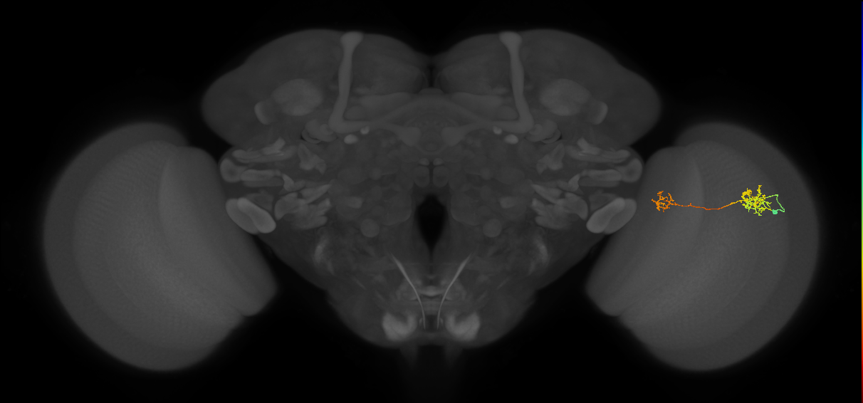 Tm40_R (MaleCNS:151589)