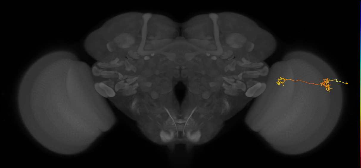 Tm40_R (MaleCNS:89466)