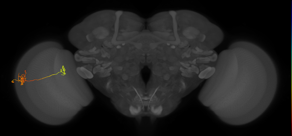 Tm40_L (MaleCNS:76935)