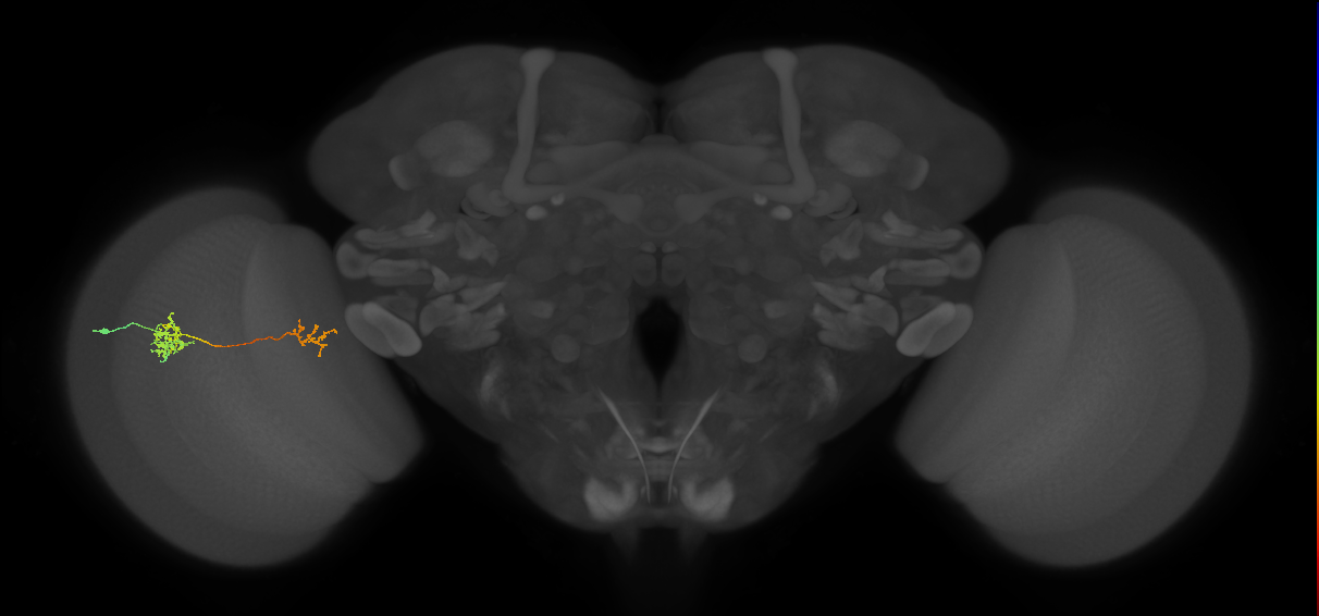 Tm40_L (MaleCNS:166992)