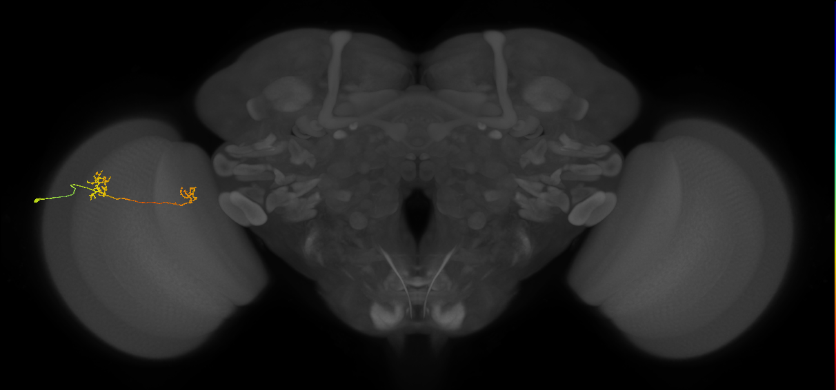 Tm40_L (MaleCNS:118394)
