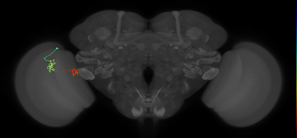 Tm40_L (MaleCNS:146811)