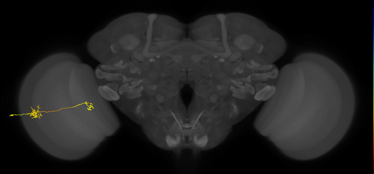Tm40_L (MaleCNS:82429)