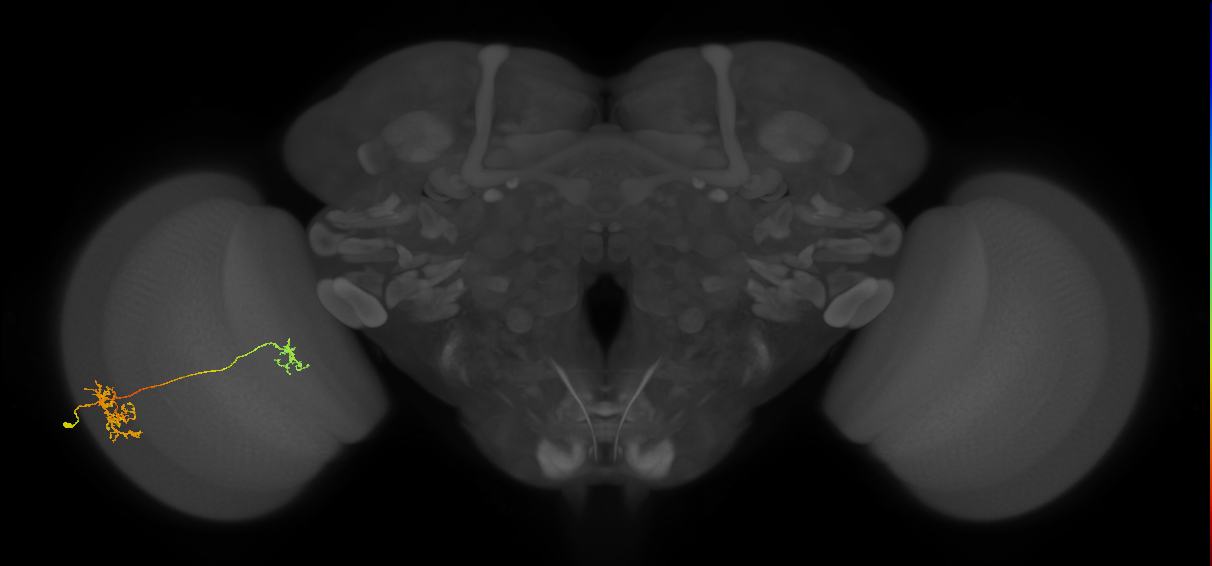 Tm40_L (MaleCNS:154372)