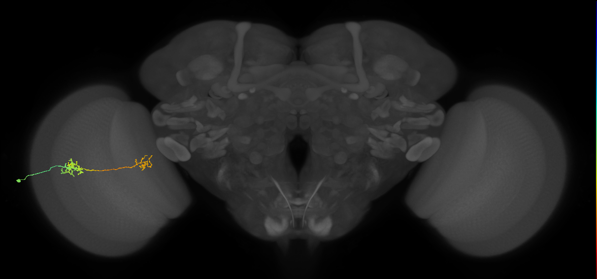 Tm40_L (MaleCNS:92368)