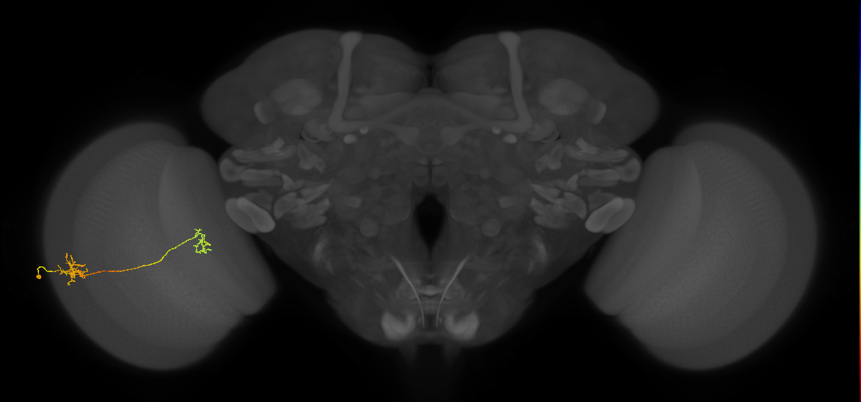 Tm40_L (MaleCNS:532857)