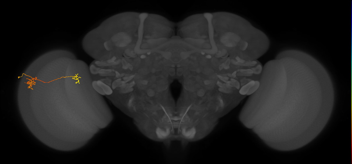 Tm40_L (MaleCNS:157674)