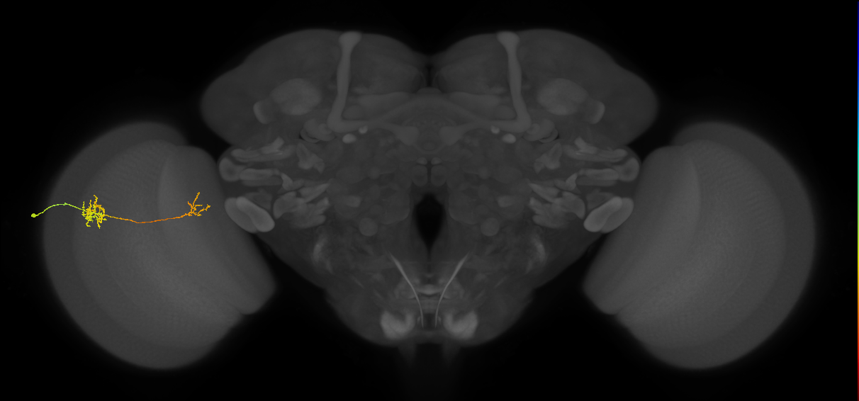 Tm40_L (MaleCNS:134926)