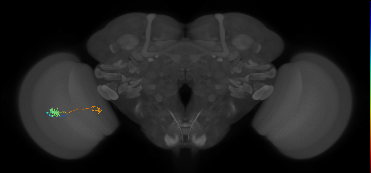 Tm40_L (MaleCNS:517378)