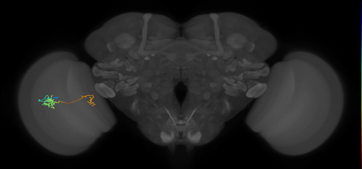 Tm40_L (MaleCNS:122429)