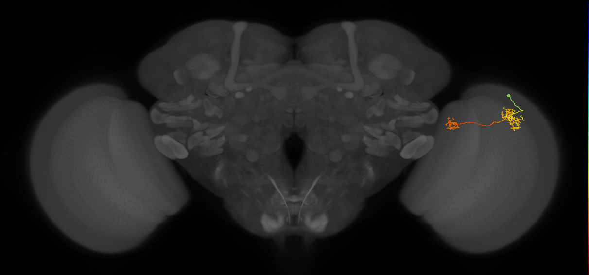 Tm40_R (MaleCNS:90555)