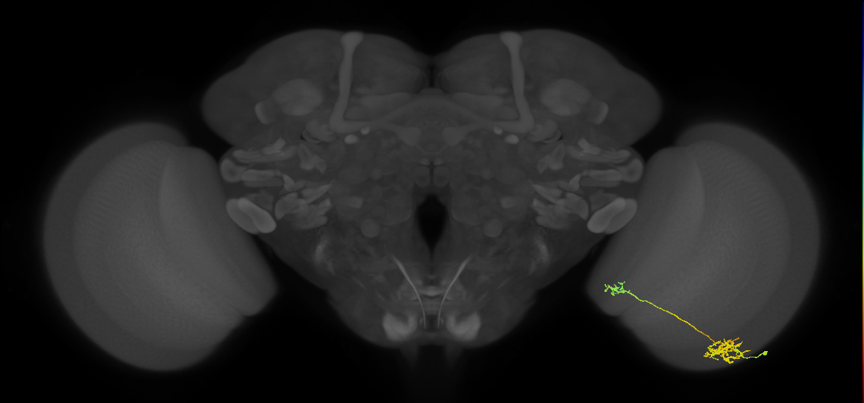 Tm40_R (MaleCNS:68743)