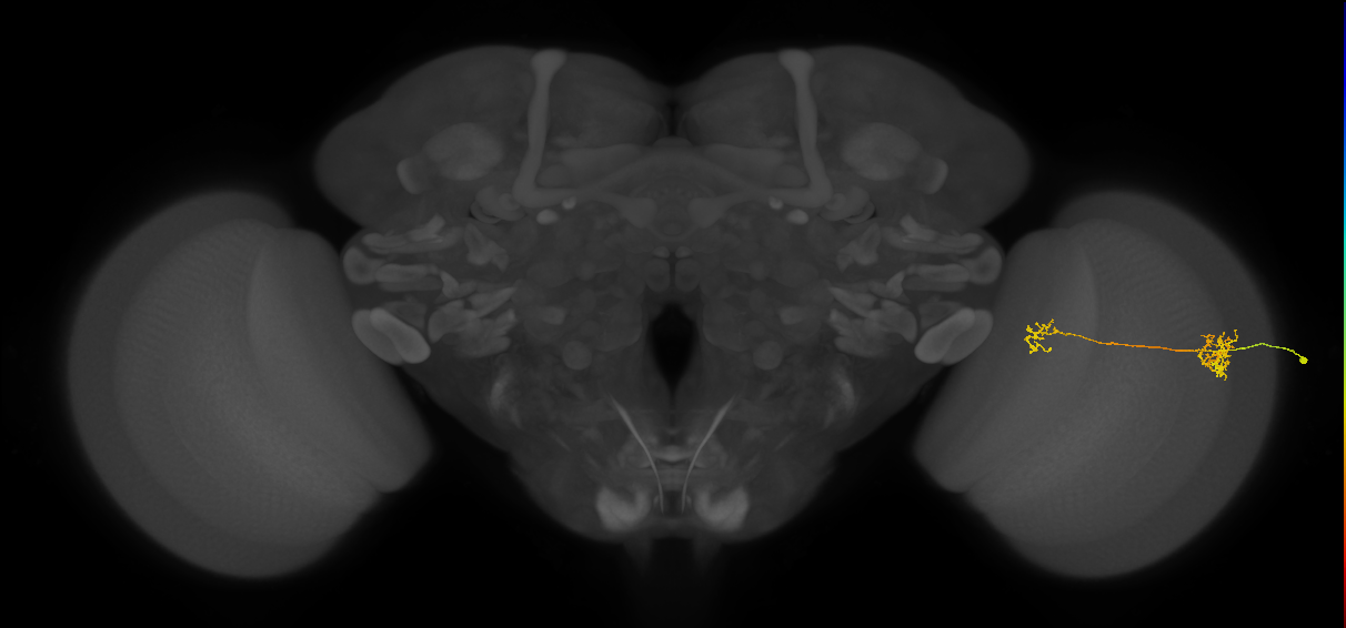 Tm40_R (MaleCNS:96617)
