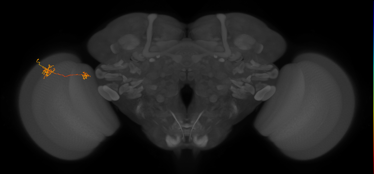 Tm40_L (MaleCNS:513265)