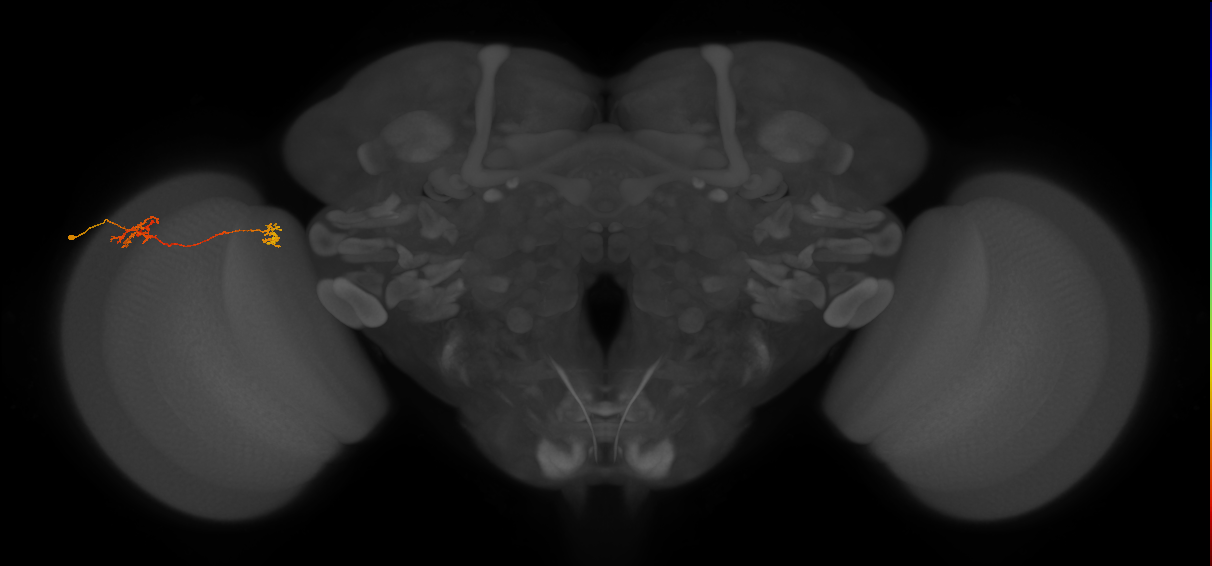 Tm40_L (MaleCNS:118077)